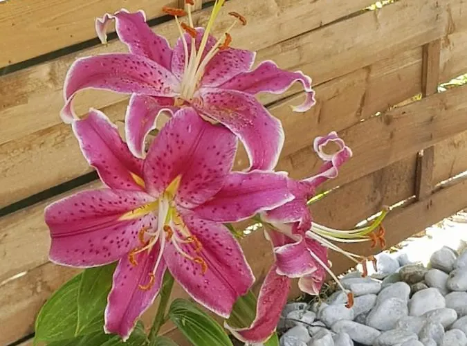 לינה וארוחת בוקר Bereny Panzio 3*